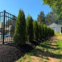 Row of small evergreen shrubs along a black metal fence beside a driveway and house under a blue sky