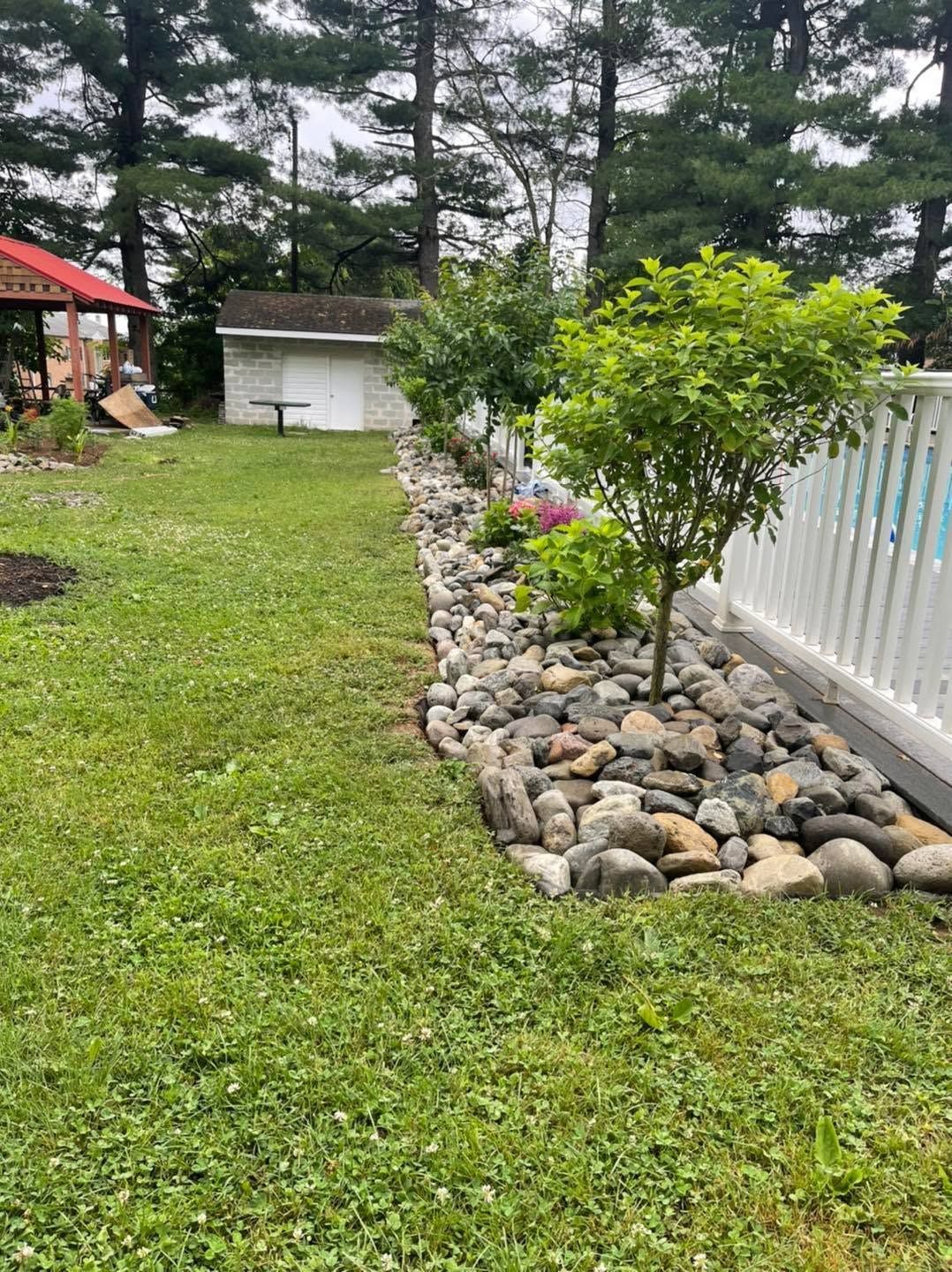 Backyard with green lawn, rock border, small tree, white fence, and shed under pine trees.