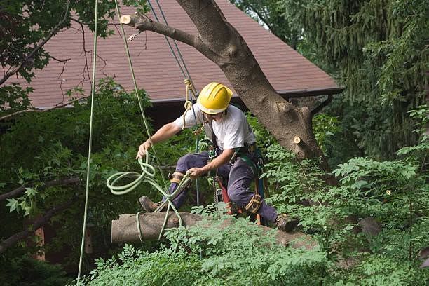 Worker in yellow hard hat using ropes to climb a tree near a house in dense greenery
