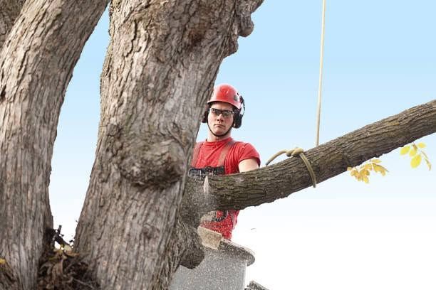 Arborist in red helmet and shirt standing in a tree, trimming branches against a blue sky