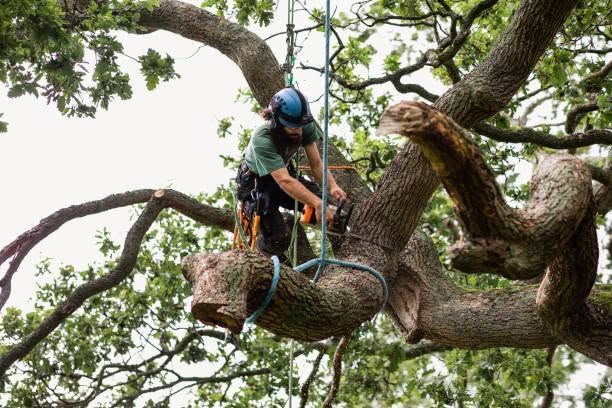 Arborist in helmet working in a tree, secured by ropes and harness around a large branch