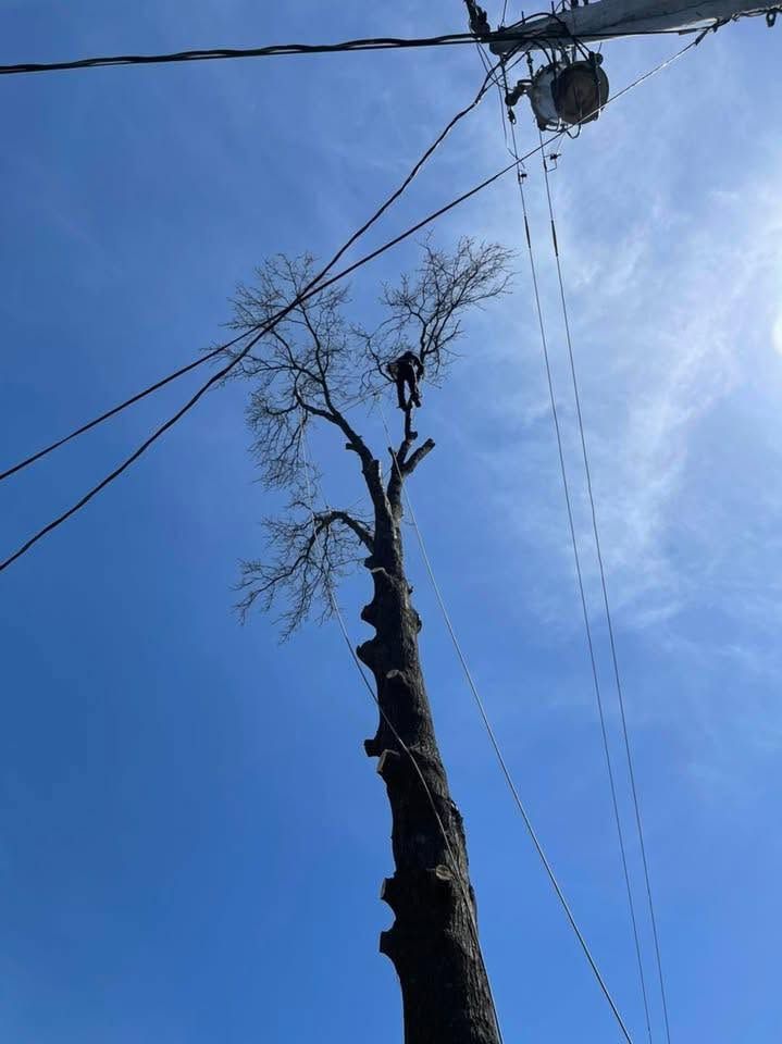 Tall leafless tree beside utility lines against a blue sky