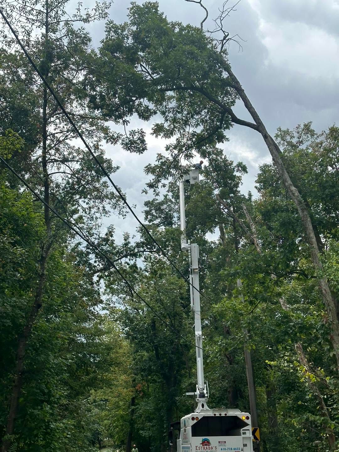 Utility truck with raised boom on a forest road under tall green trees