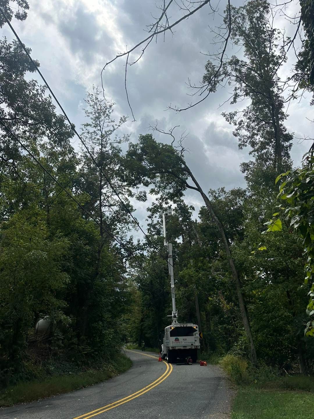 White van driving on a winding road through dense green forest under cloudy skies