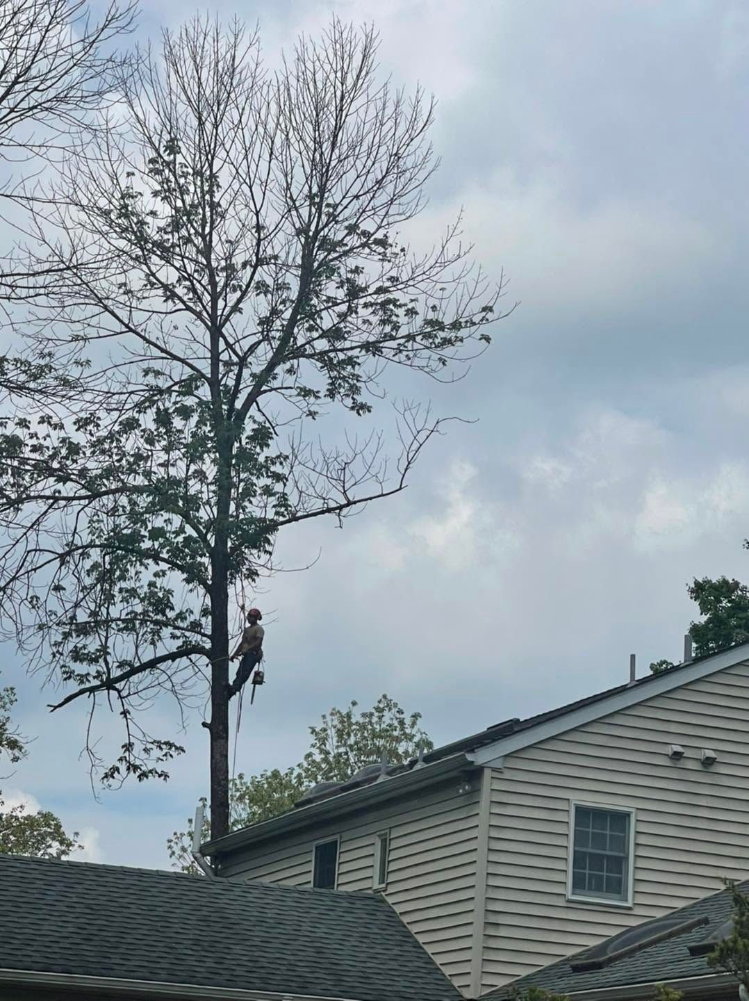 Tall bare tree beside a gray house under a cloudy sky