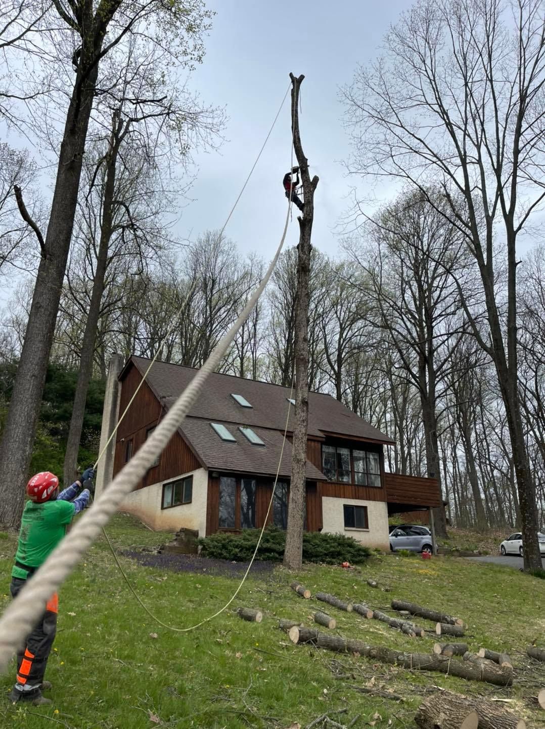 Worker cutting down a tall tree beside a house in a wooded yard