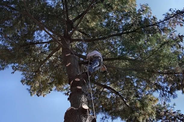 Person climbing a tall pine tree with safety gear against a blue sky