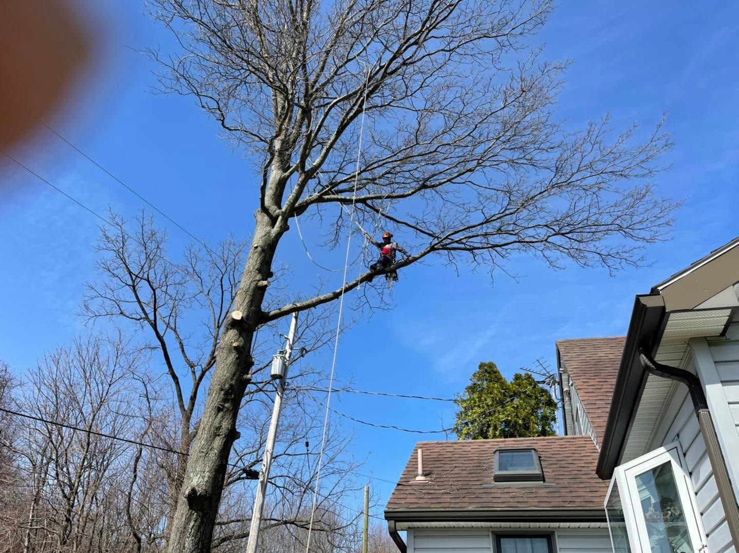 Tree trimmer in red harness on a leafless tree beside a house under a blue sky