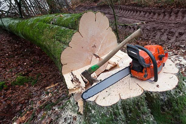 Chainsaw cutting a fallen tree trunk, showing the cross-section and bark in a wooded area.