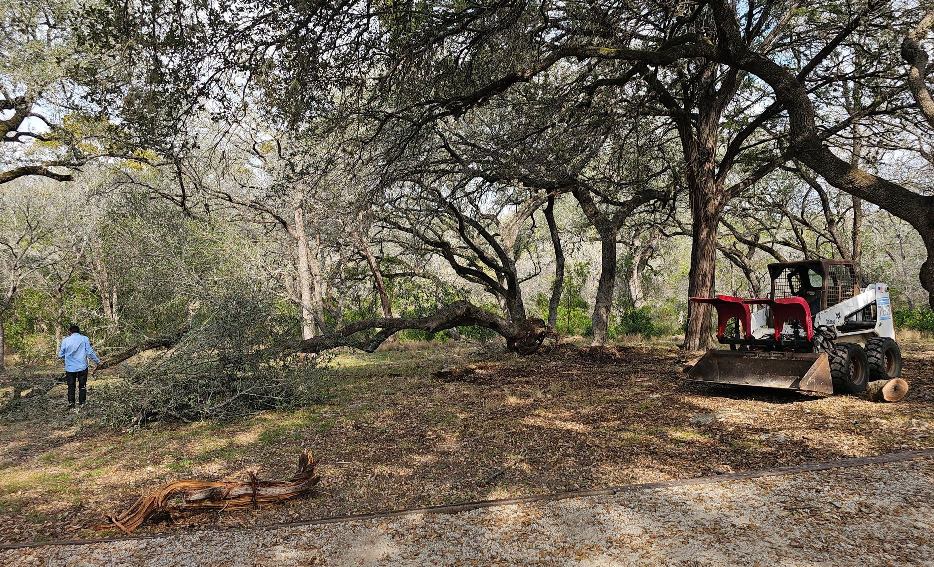 Skid steer and worker clearing brush in a wooded area with mature trees.