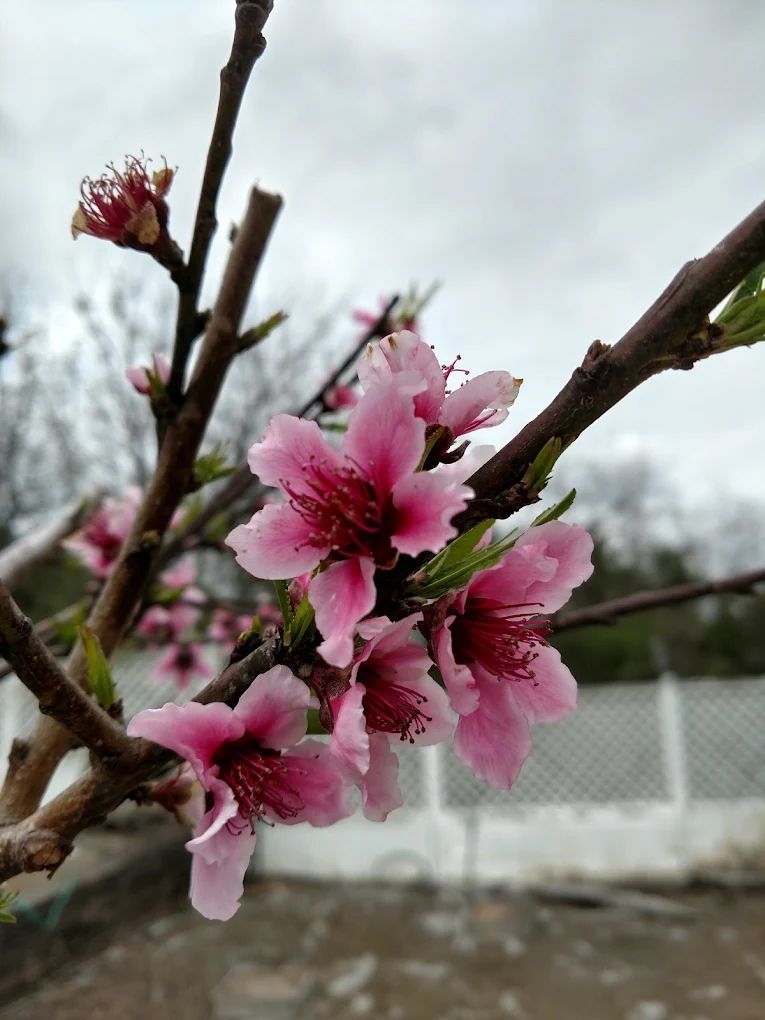 Pink peach blossoms blooming on brown branches, cloudy sky background.