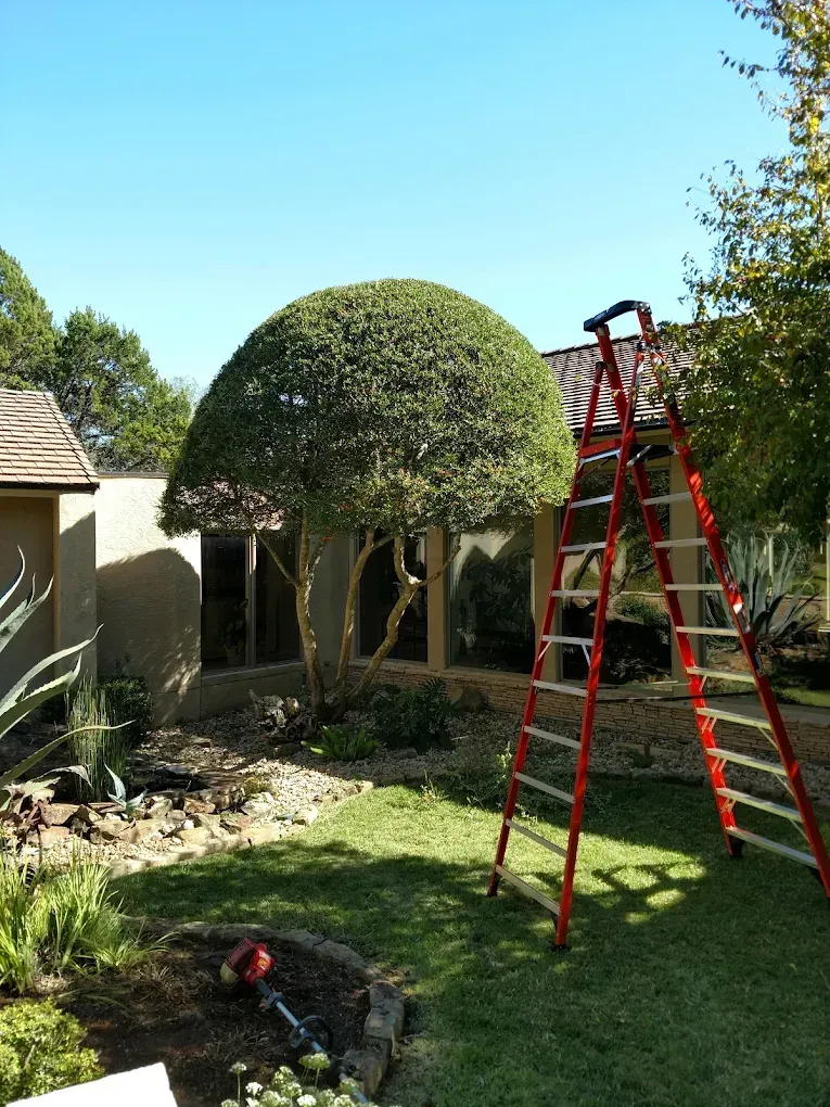 Red ladder next to a neatly trimmed, domed shrub in a sunny yard; trimmer on the ground.