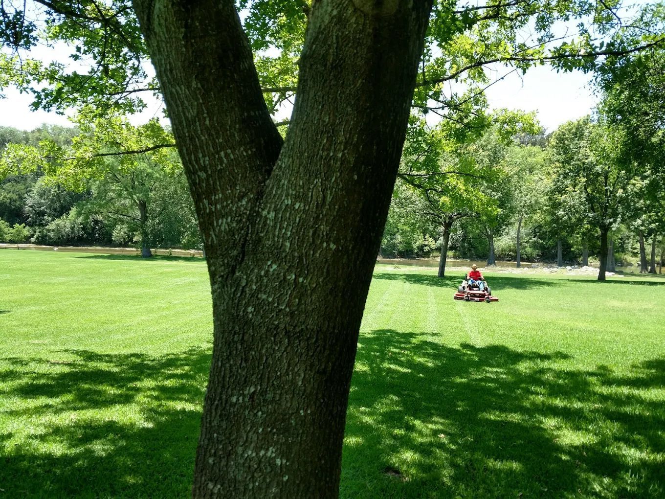 Tree trunk in foreground, person mowing lawn in park on a sunny day.
