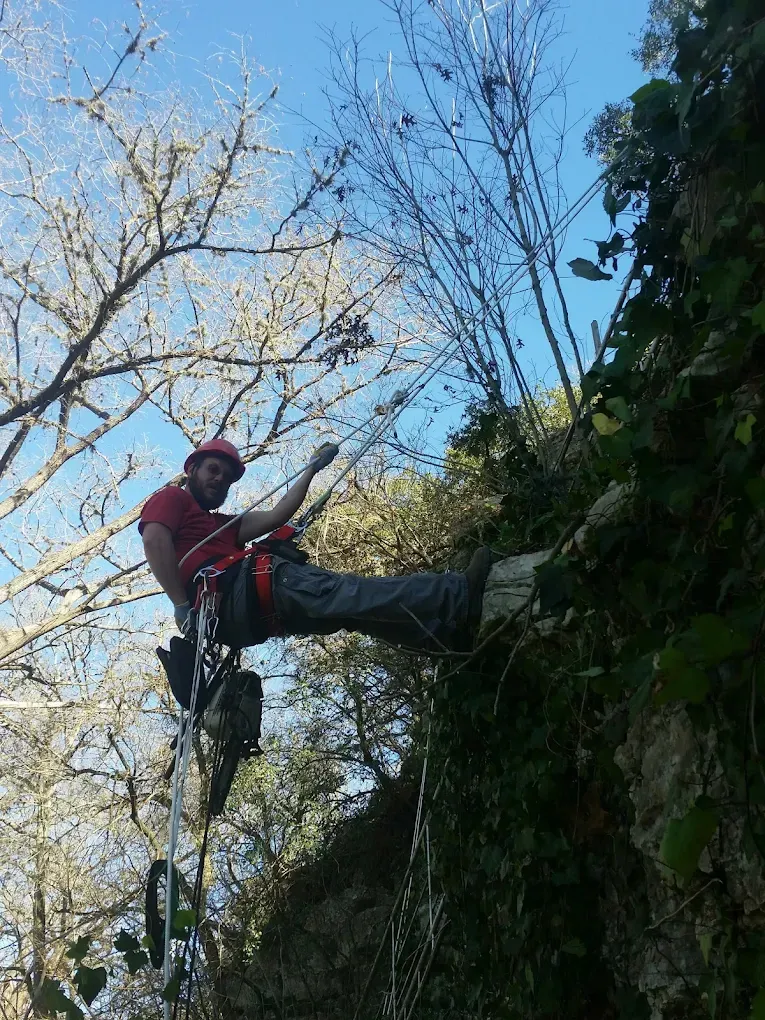 Arborist in red shirt and helmet rappelling from a tree with safety equipment.