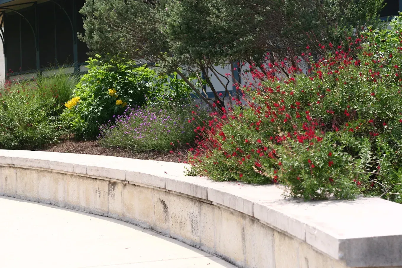 Curved concrete planter with various green and red flowering plants.