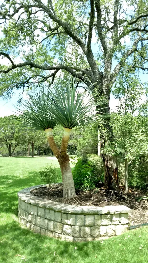 Palm-like plant in a stone-walled bed, in front of a large tree, on a grassy lawn.