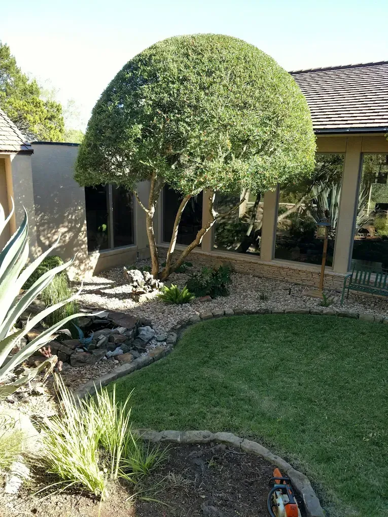 Manicured tree in a yard with a small pond and green grass. The house has large windows.
