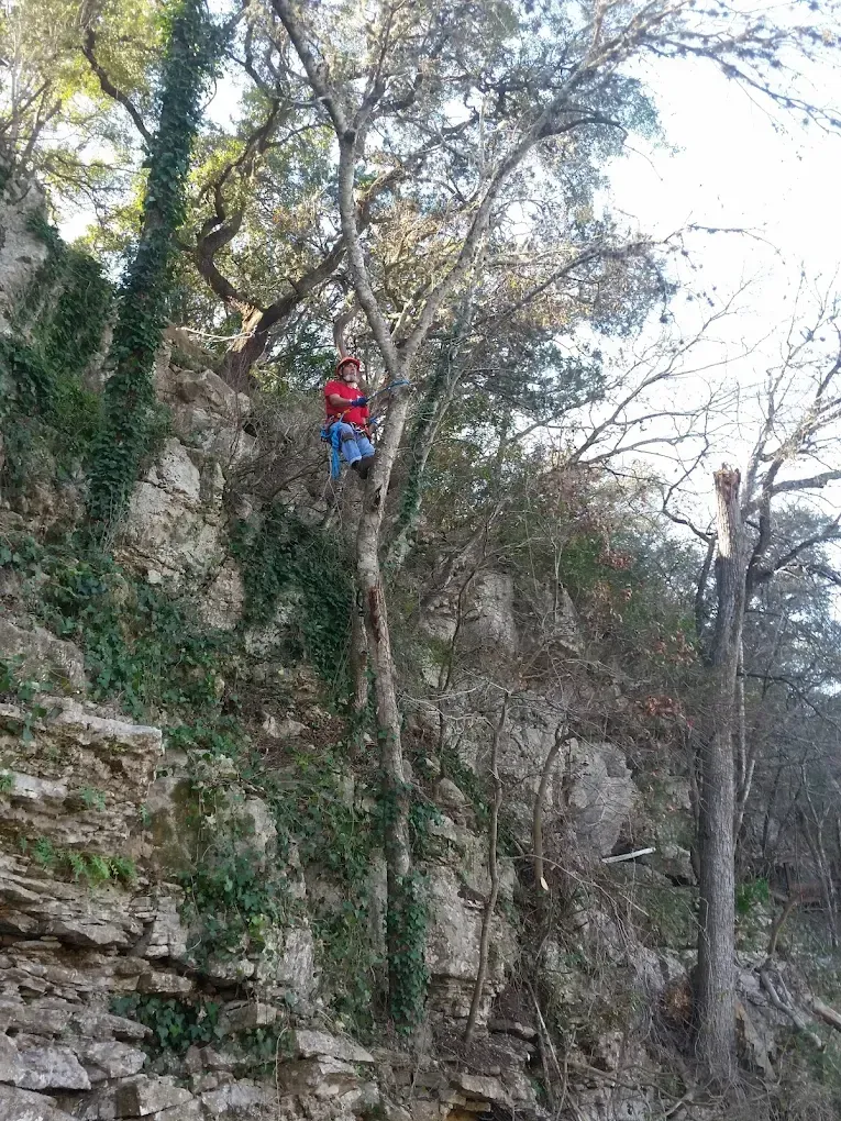 Person in red shirt and blue pants climbing a tall tree on a rocky cliffside.