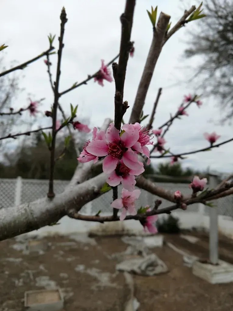 Pink peach blossoms blooming on a tree branch against a blurred outdoor background.