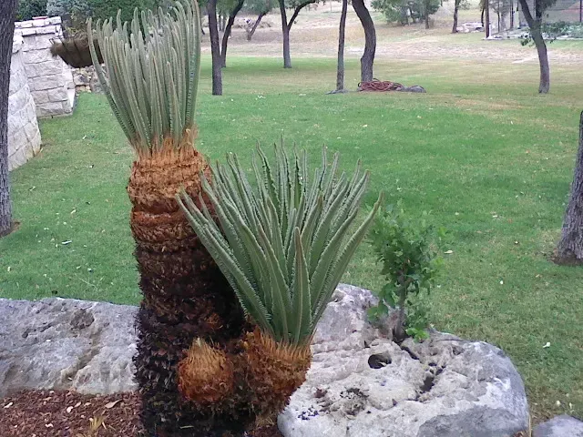 Cycad plants with spiky green leaves and brown trunks, set on rocks with a grassy background.
