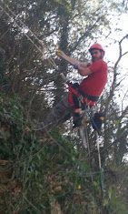Arborist in red shirt and helmet, high up in a tree, working with ropes and equipment.