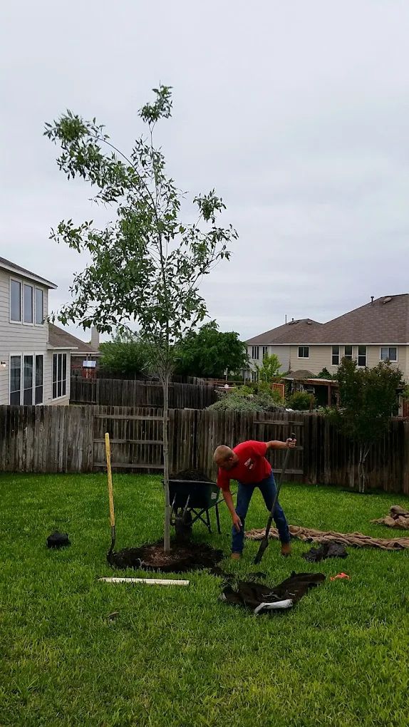 Man planting a tree in a backyard with wooden fence. Cloudy sky, green grass, and houses in background.