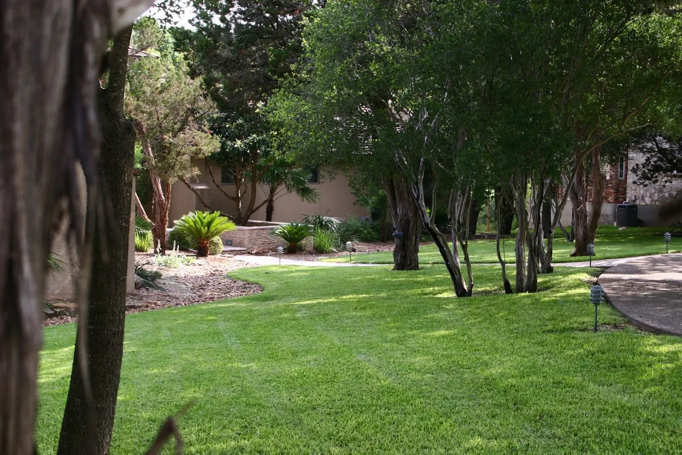 Green lawn with trees and shrubs in a backyard setting.