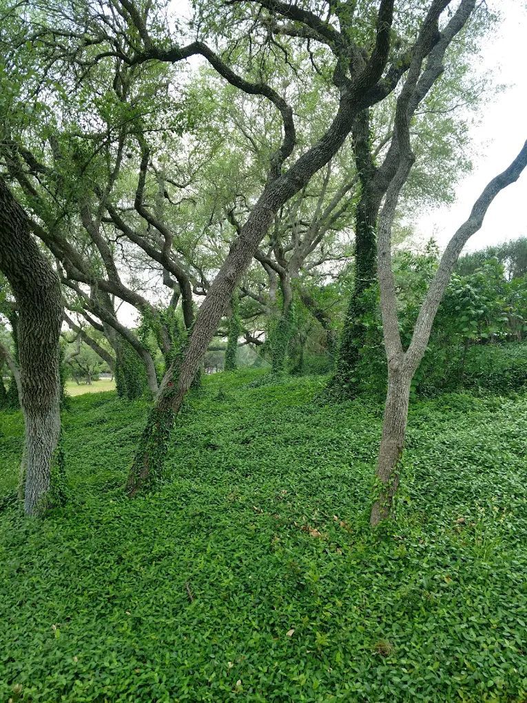 Trees with winding branches and green foliage growing over a grassy hill.