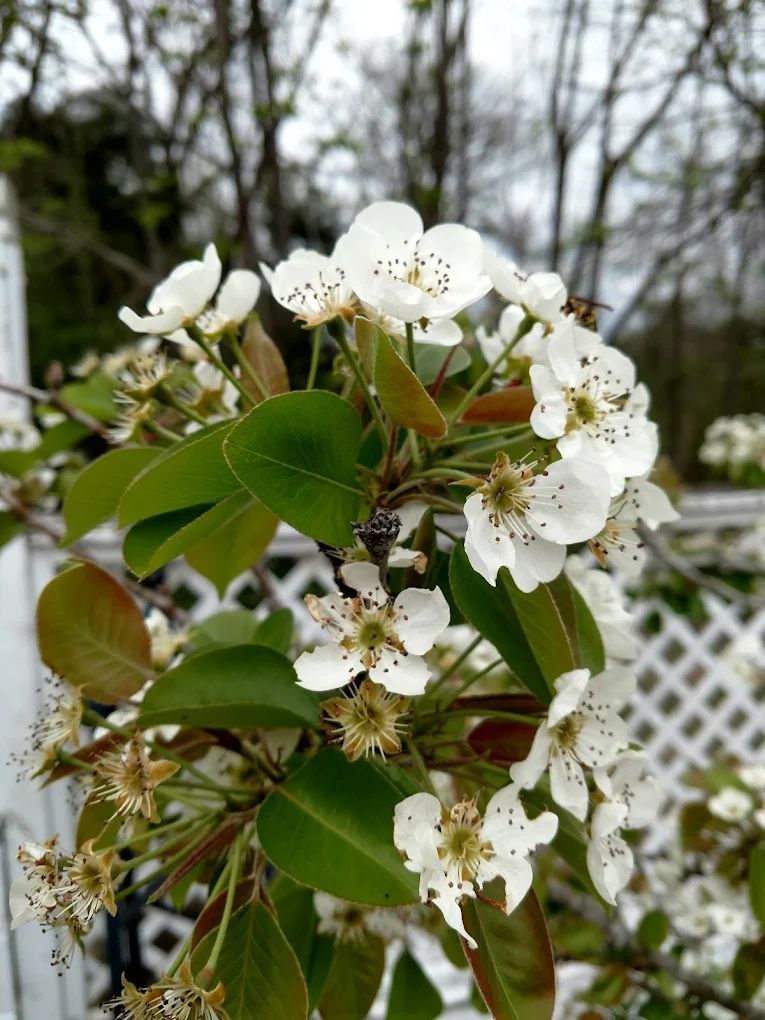 White blossoms and green leaves on a tree branch, with a blurred outdoor background.