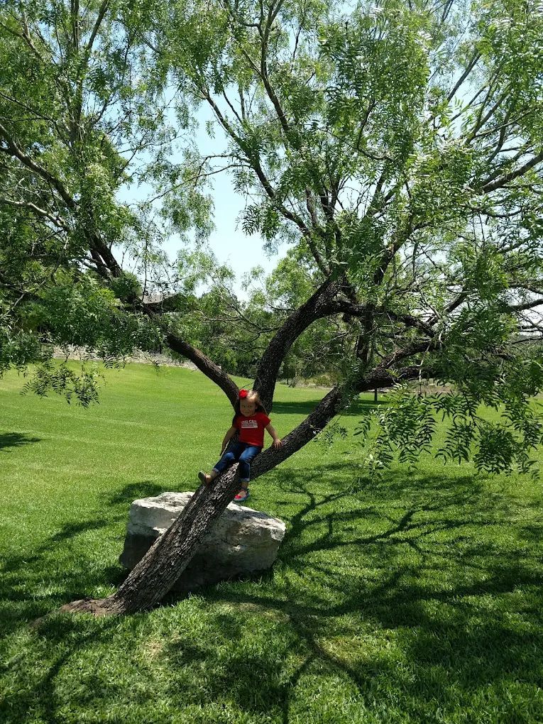 Child sitting in a tree with green leaves, on a sunny day in a grassy park.