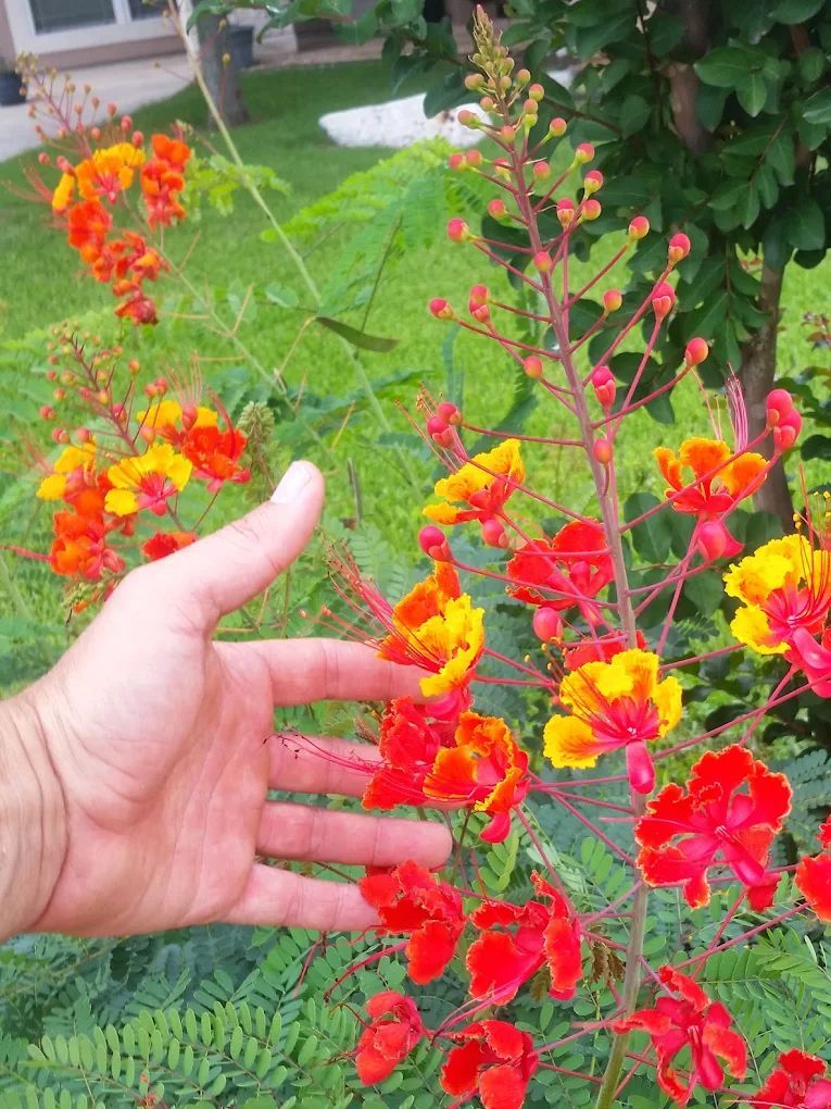 Hand reaching toward vibrant red and yellow flowers on a green bush.