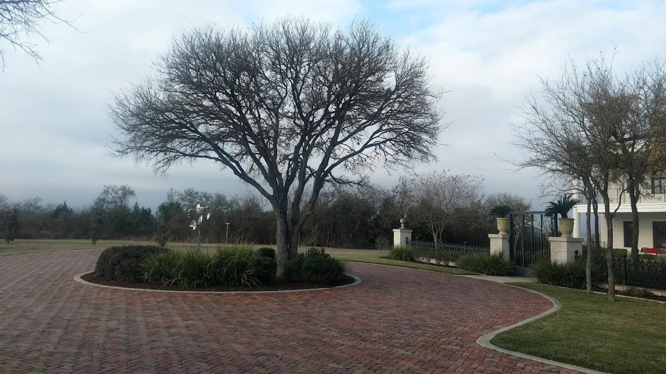 A brick driveway curves around a large bare tree, flanked by smaller trees and a building on a cloudy day.
