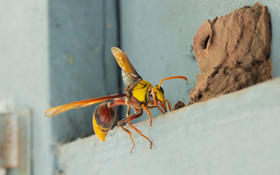 A large yellow and brown wasp near its mud nest, clinging to a gray wall.