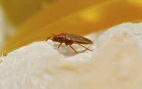 bedbug