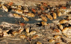 A group of termites with light brown bodies and dark heads swarming on a piece of dark, textured wood.