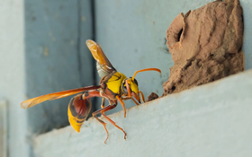 Learn More About Termite A group of termites with light brown bodies and dark heads swarming on a piece of dark, textured wood.