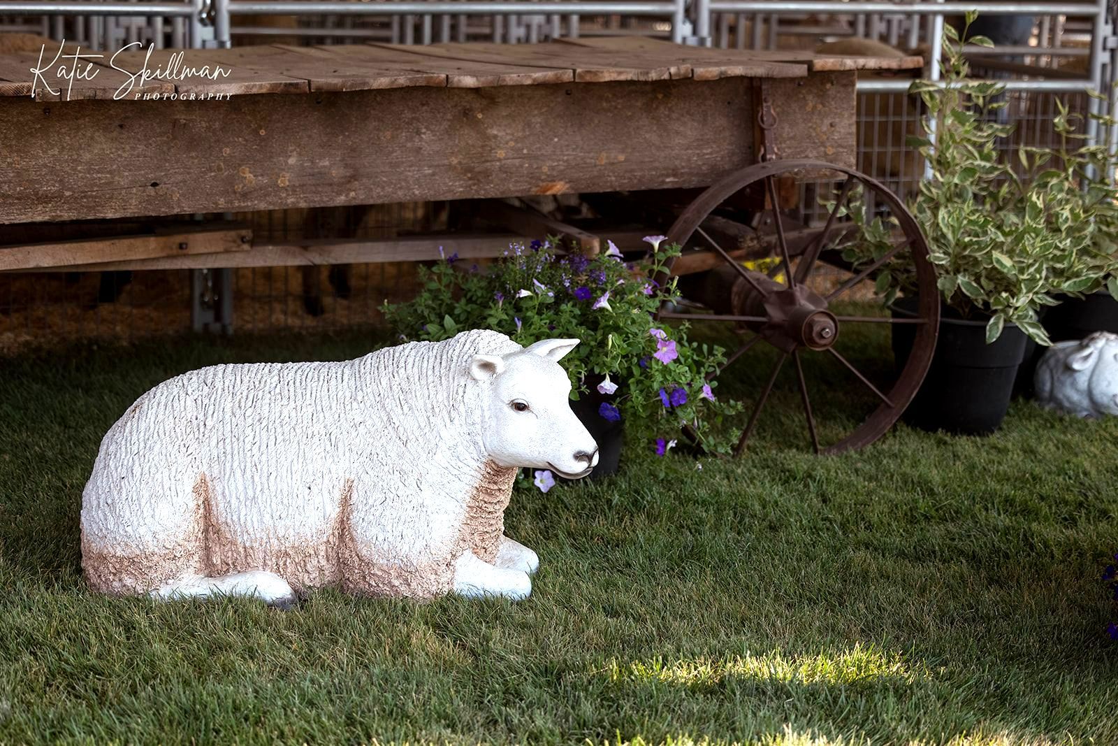 Jackpot Lamb Contest Umatilla County Fair