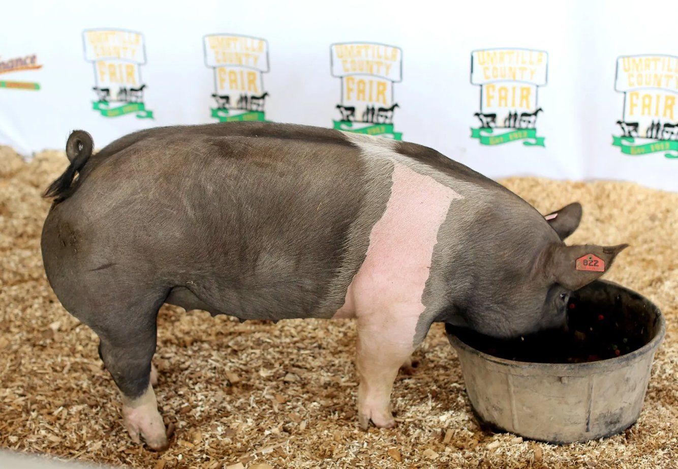 2020 Umatilla County Fair