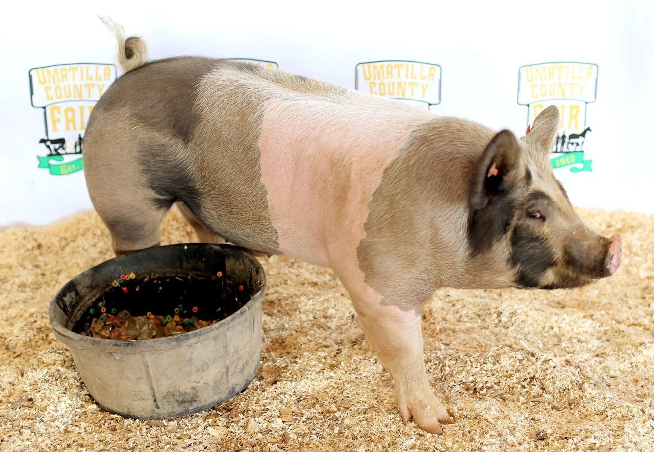 2020 Umatilla County Fair