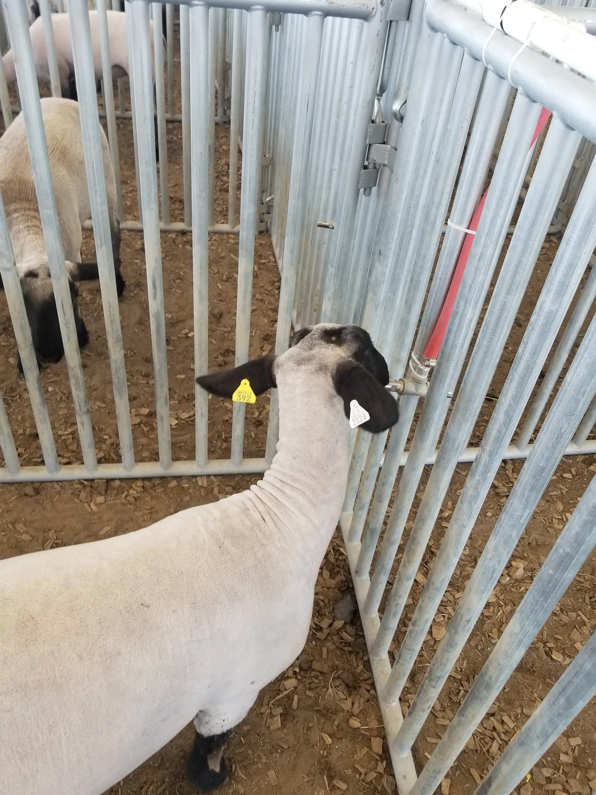 2020 Umatilla County Fair