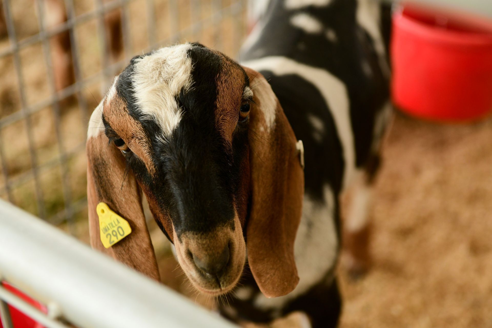 2022 Umatilla County Fair