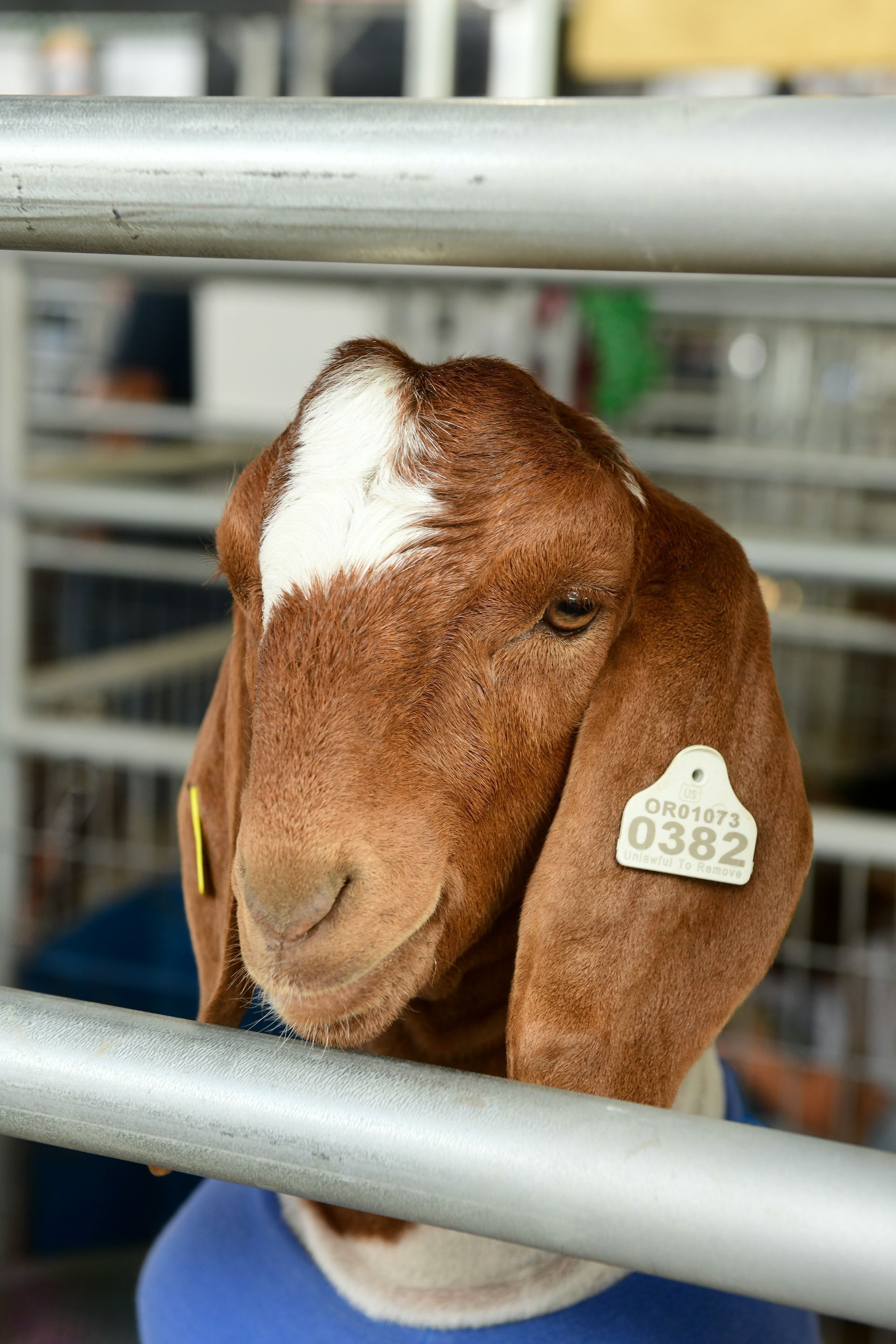 2022 Umatilla County Fair