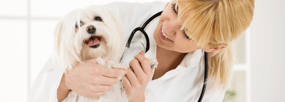 Veterinarian examining a white dog