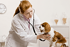 Serious veterinarian examining dog
