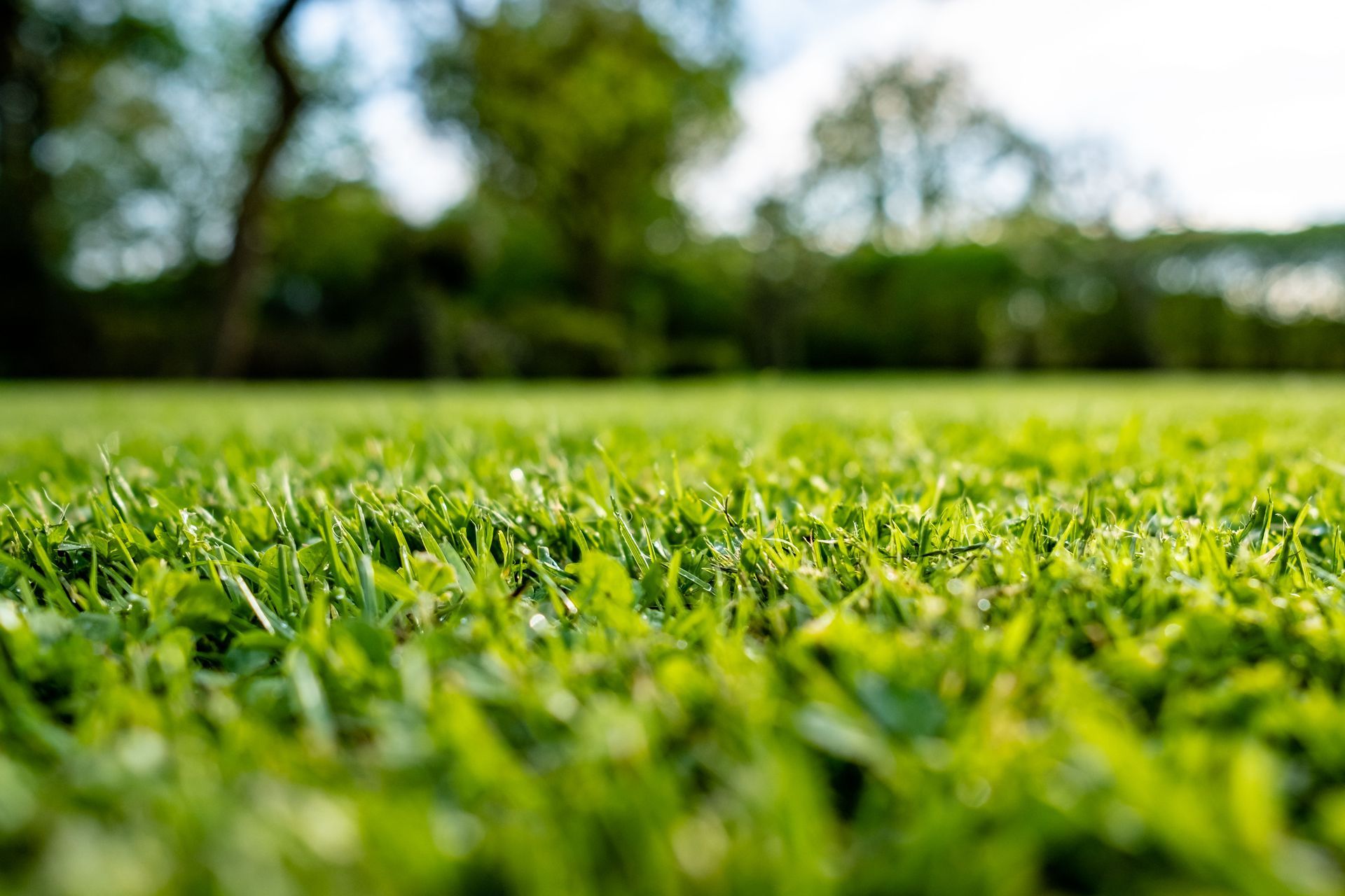 lawn fertilization