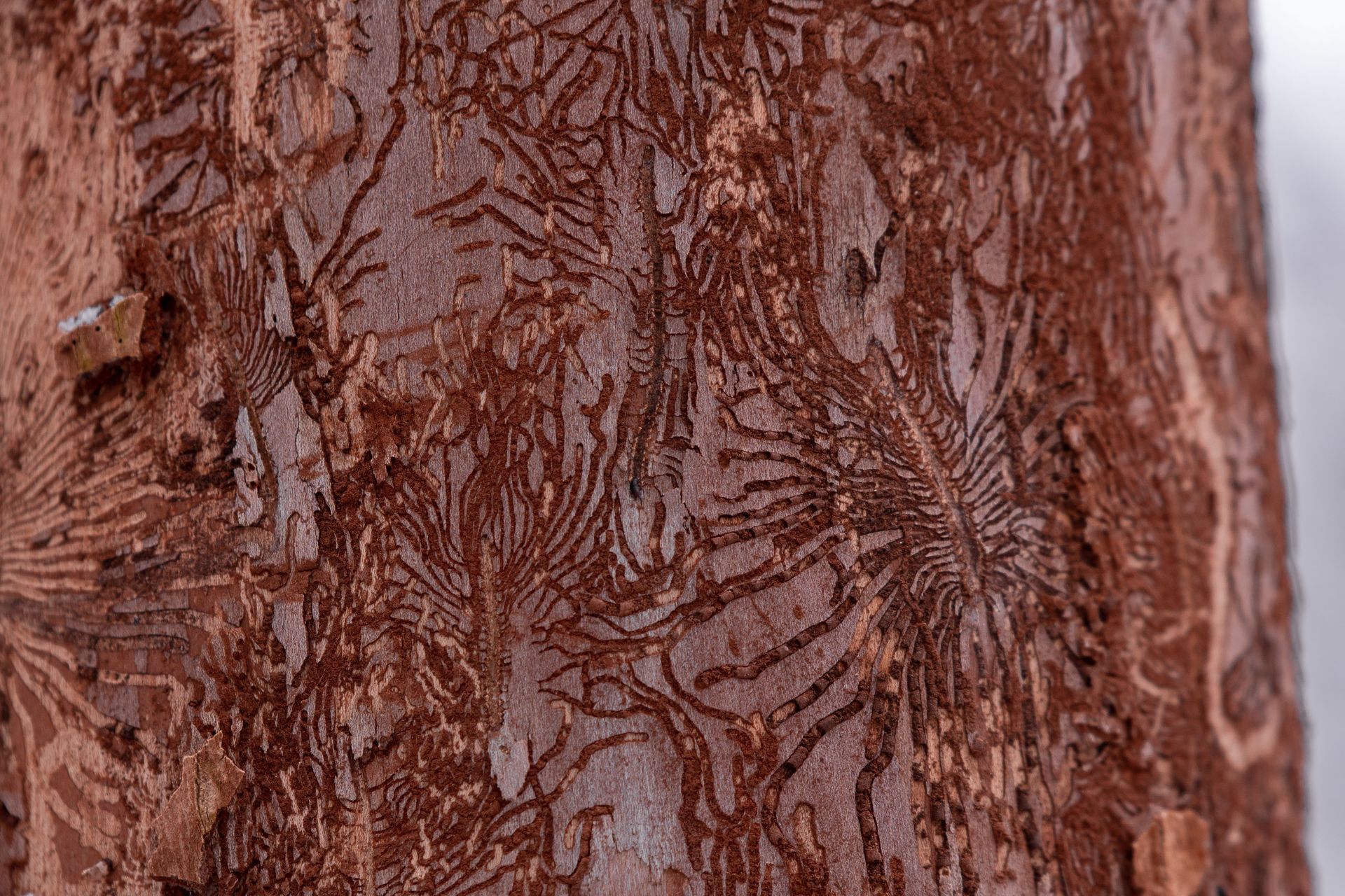 Timberline Lawn & Pest