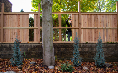 Man building a wooden fence; cedar planks with tree in foreground, blue evergreens, brick wall.