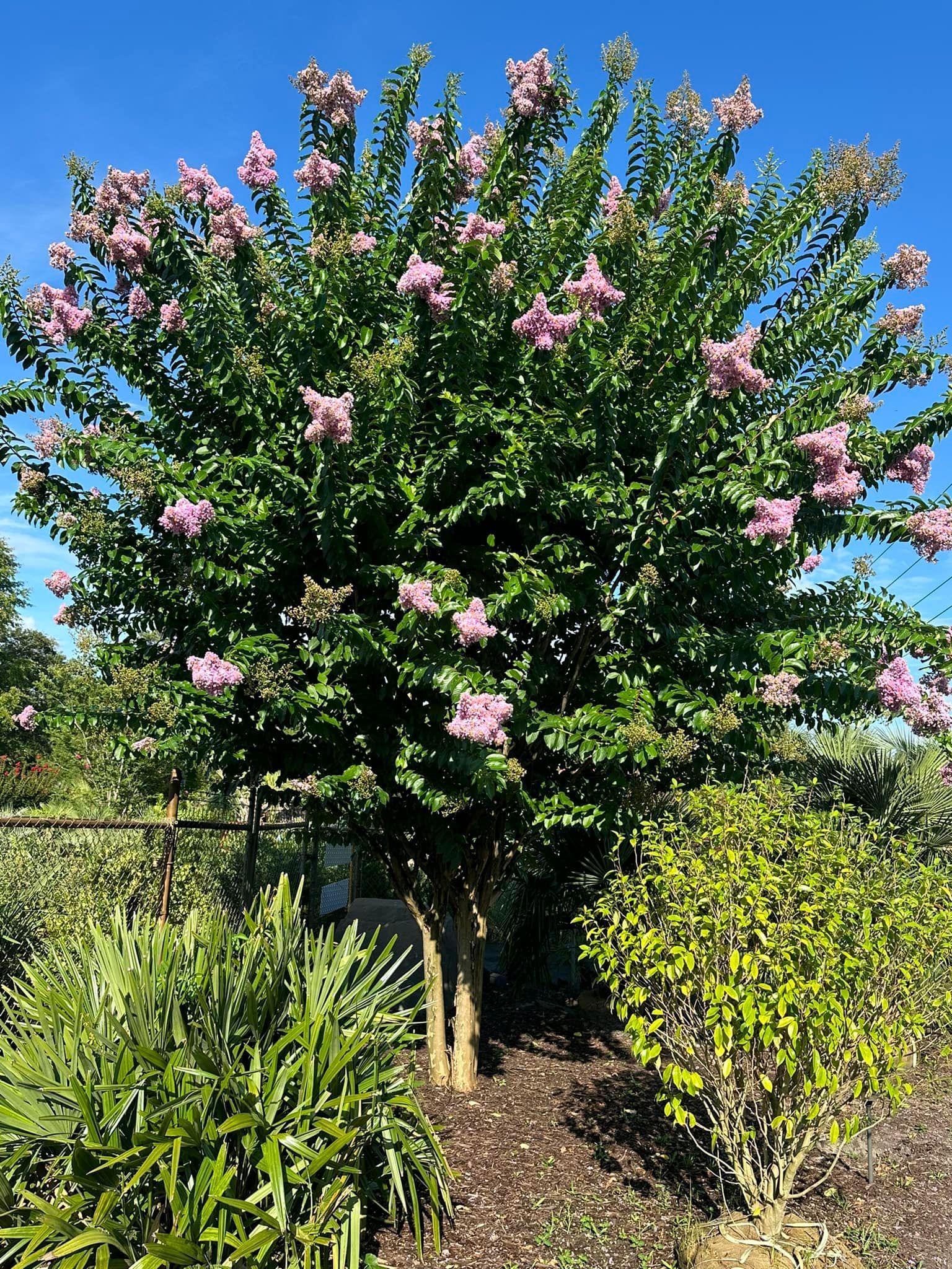 A large tree with pink flowers and green leaves in a garden.