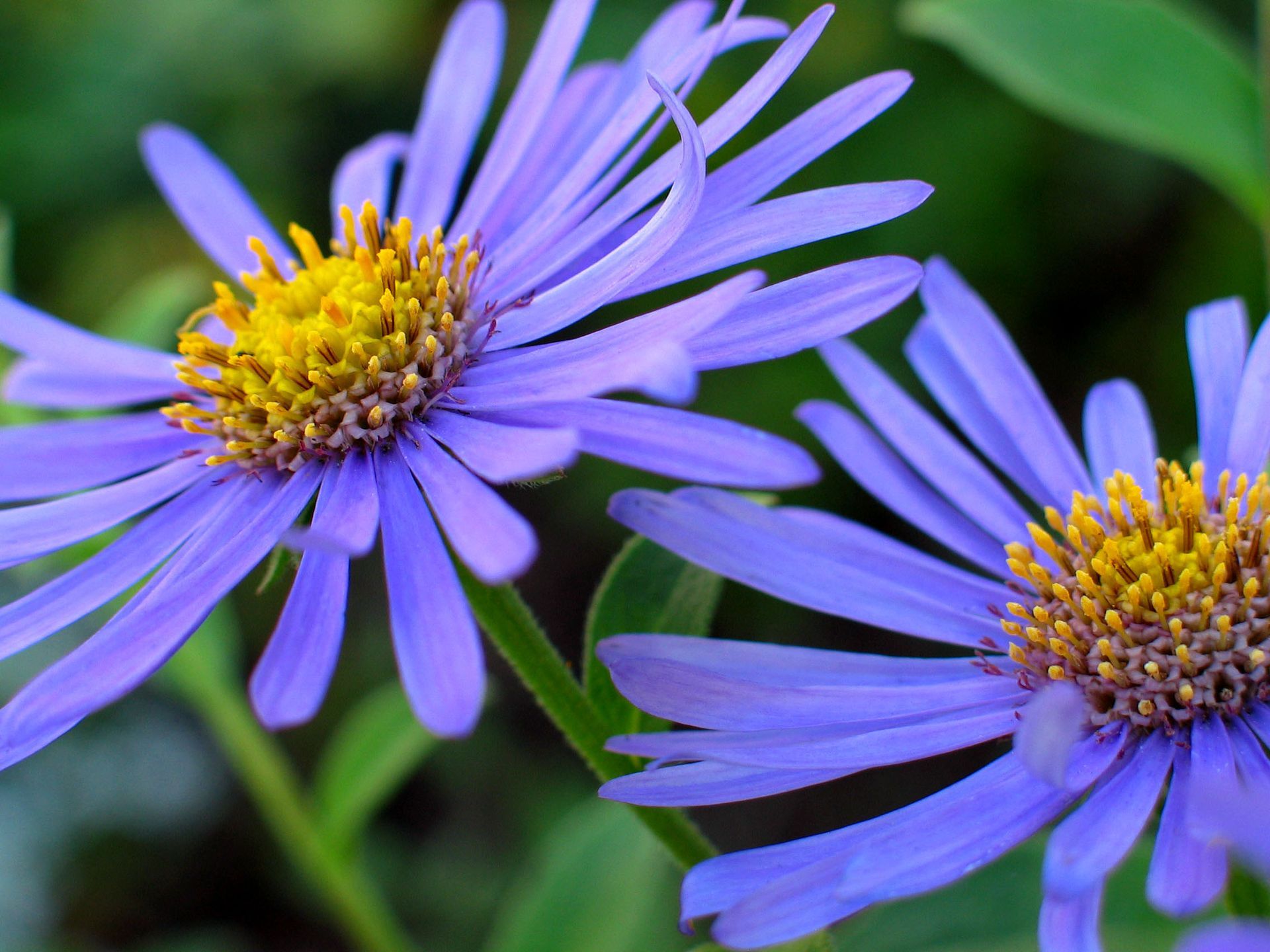 5 Questions to Ask Before Buying a Plant from a Nursery