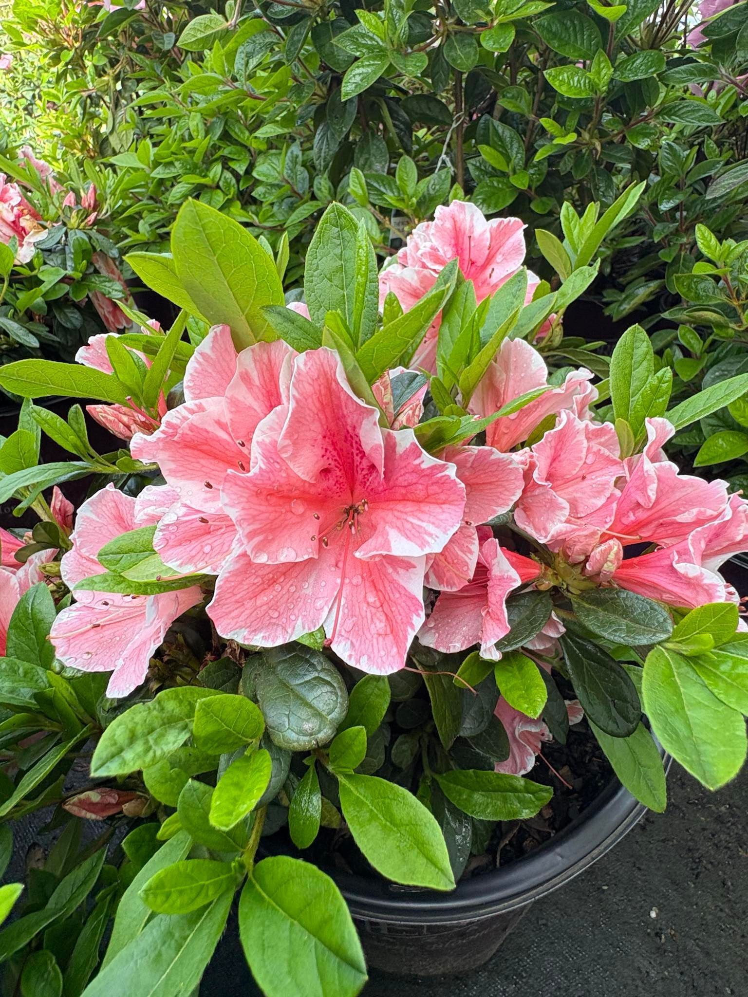 A potted plant with pink flowers and green leaves.